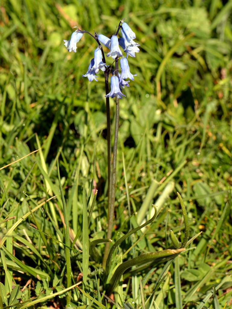 Pirenei:  Brimeura amethystina